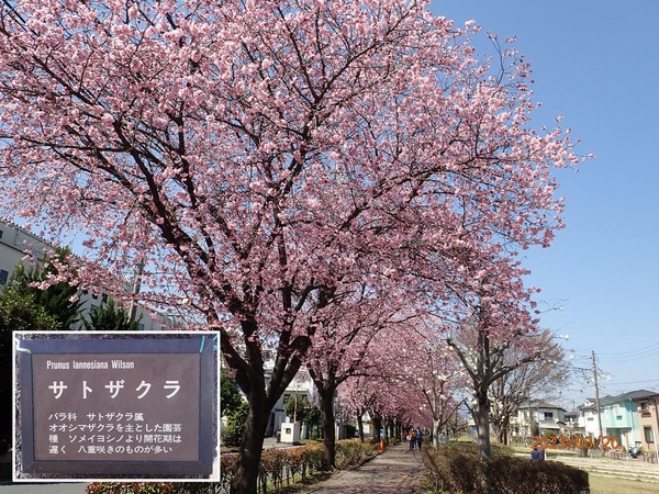 横浜緋桜（季節の花＆高山植物の花）
