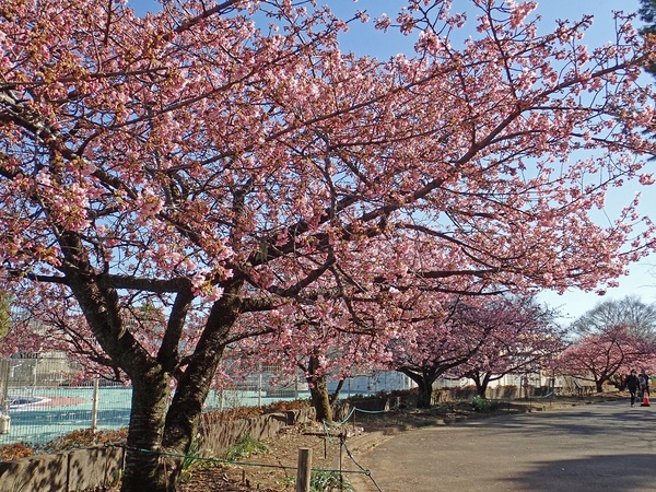 河津桜（カワズザクラ）（季節の花＆高山植物の花）