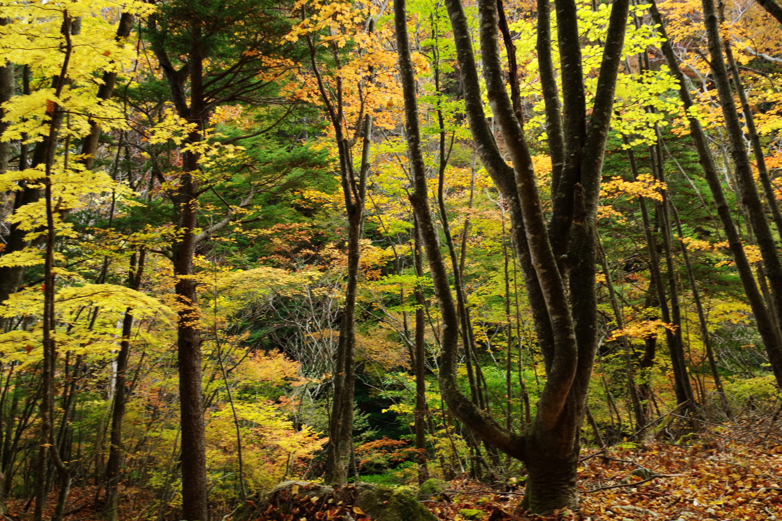 KEN�eS�@�t�H�g�M�������[