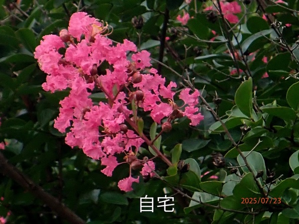 G߂̉ԁRẢ