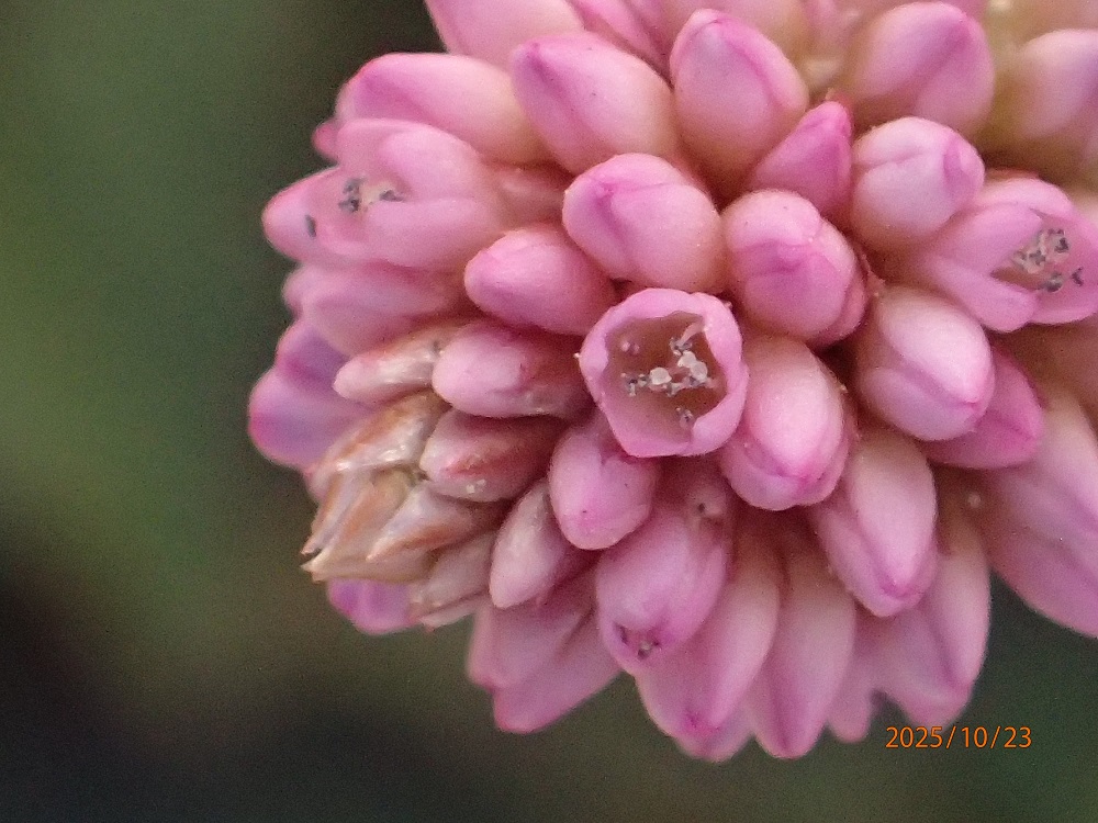 EXAqc\ỏԁiG߂̉ԁRẢԁj