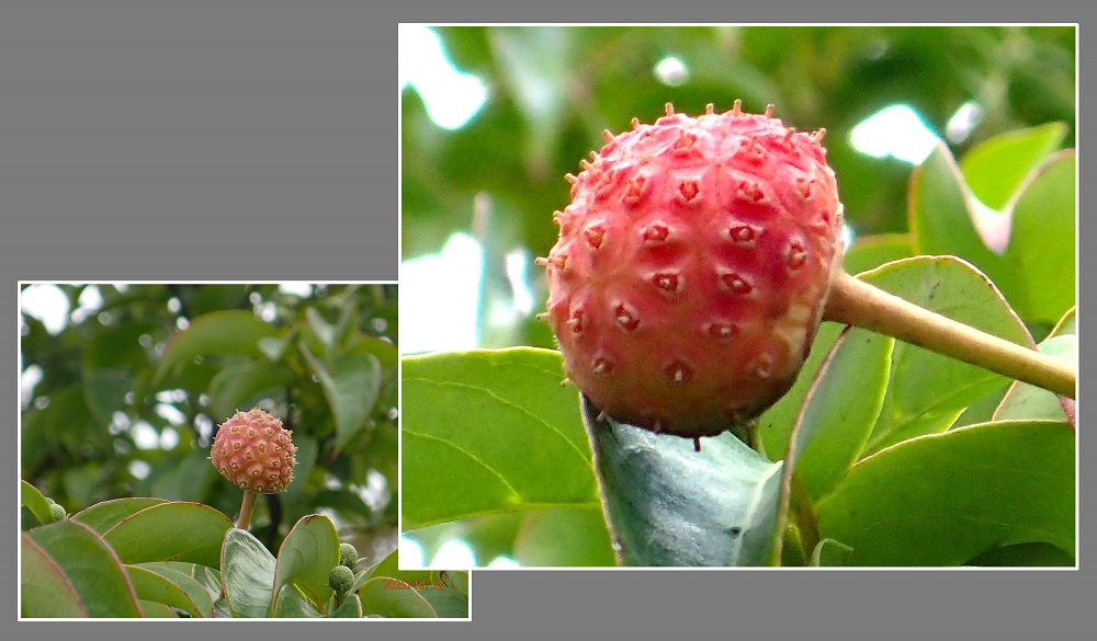 R@ti}{EVjiG߂̉ԁRẢԁj