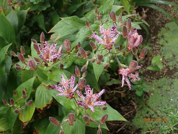 mCizggMXjiG߂̉ԁRẢԁj