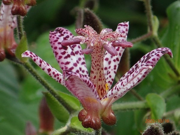 mCizggMXjiG߂̉ԁRẢԁj