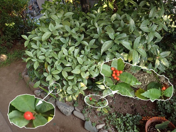 痼FNGiG߂̉ԁRẢԁj