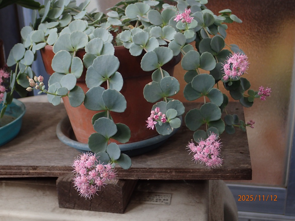 ΂/~ZoiG߂̉ԁRẢԁj