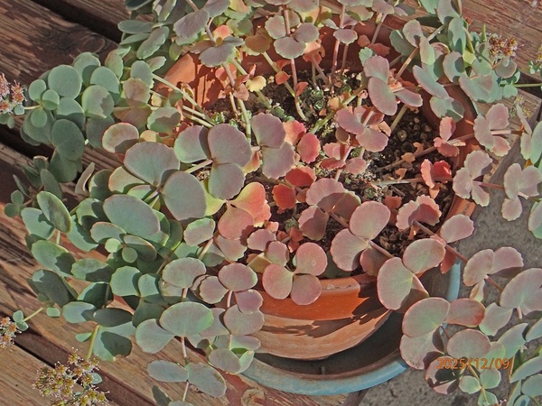 E~Zo-2iG߂̉ԁRẢԁj