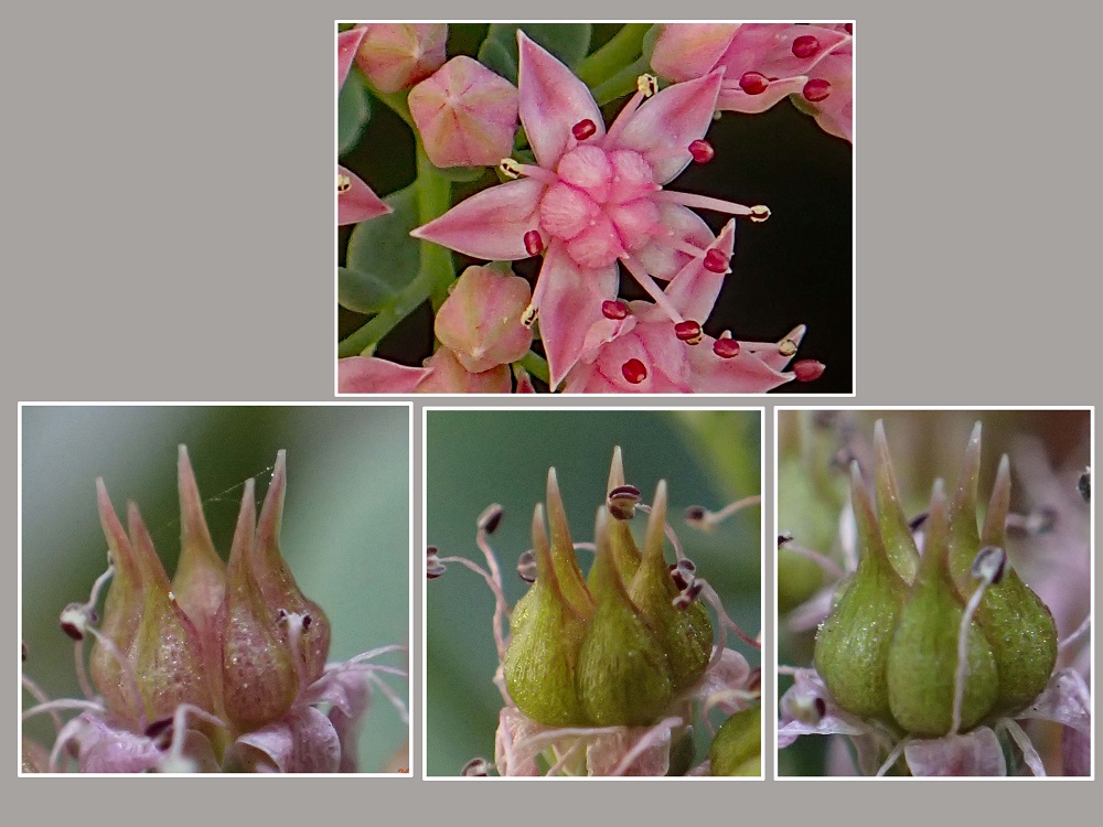 E~ZoE3iG߂̉ԁRẢԁj