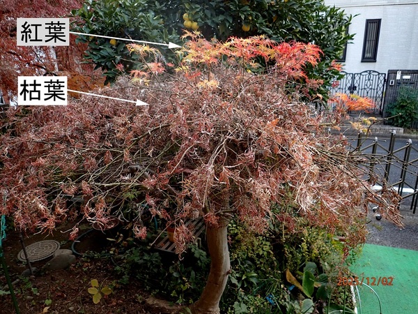 �}������݂��E�ُ�g�t�i�G�߂̉ԁ����R�A���̉ԁj