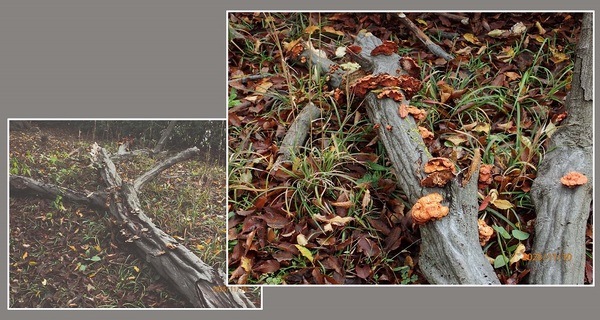 ���̍��|�E2�i�G�߂̉ԁ����R�A���̉ԁj