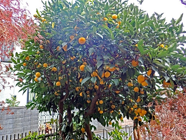 �M�q�i���Y�j�i�G�߂̉ԁ����R�A���̉ԁj