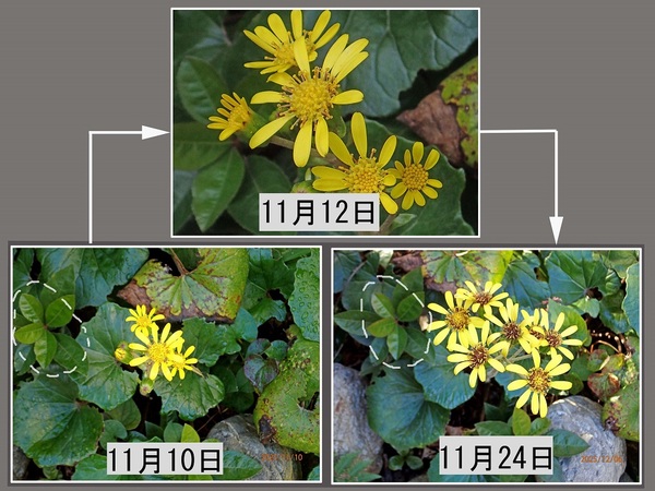 �c���u�L�i�Ε��j�i�G�߂̉ԁ����R�A���̉ԁj