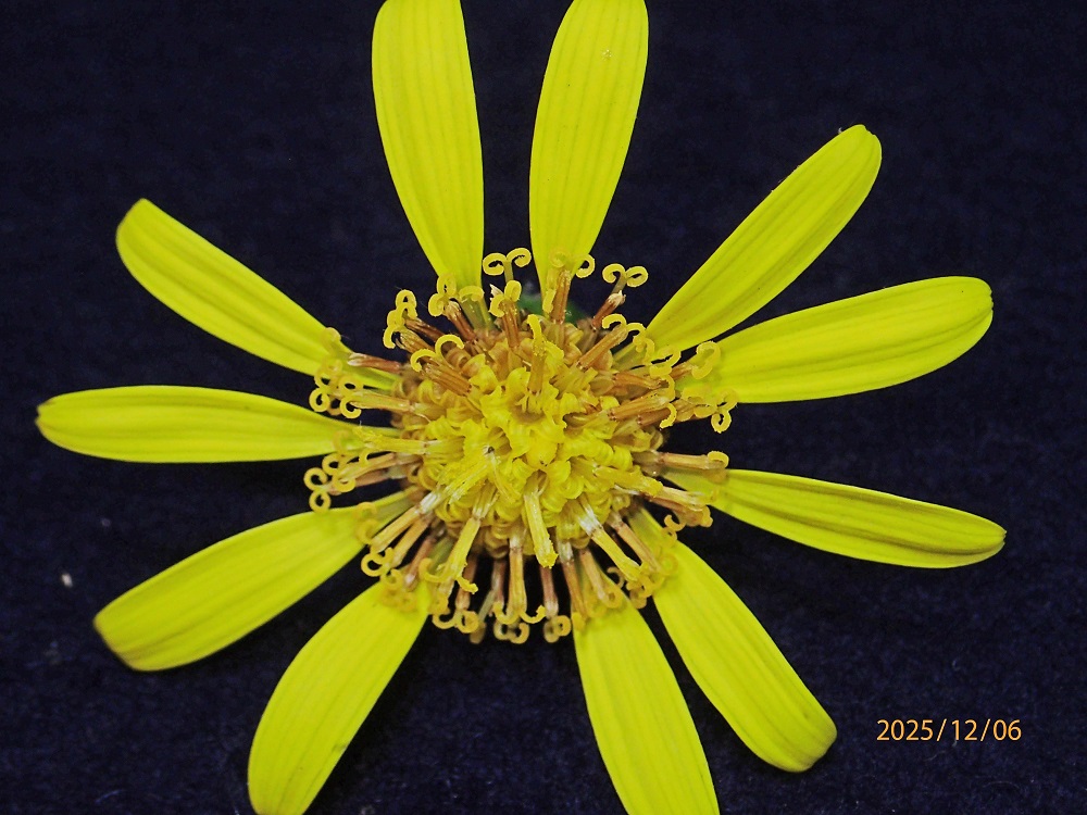 �c���u�L�i�Ε��j2�i�G�߂̉ԁ����R�A���̉ԁj