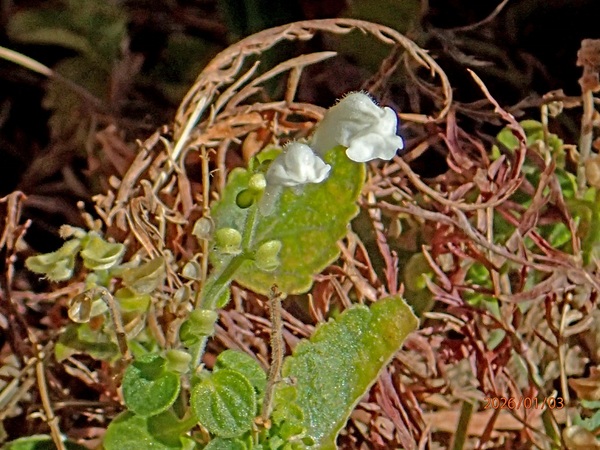 ���Q���i�^�c�i�~�\�E�j�i�G�߂̉ԁ����R�A���̉ԁj