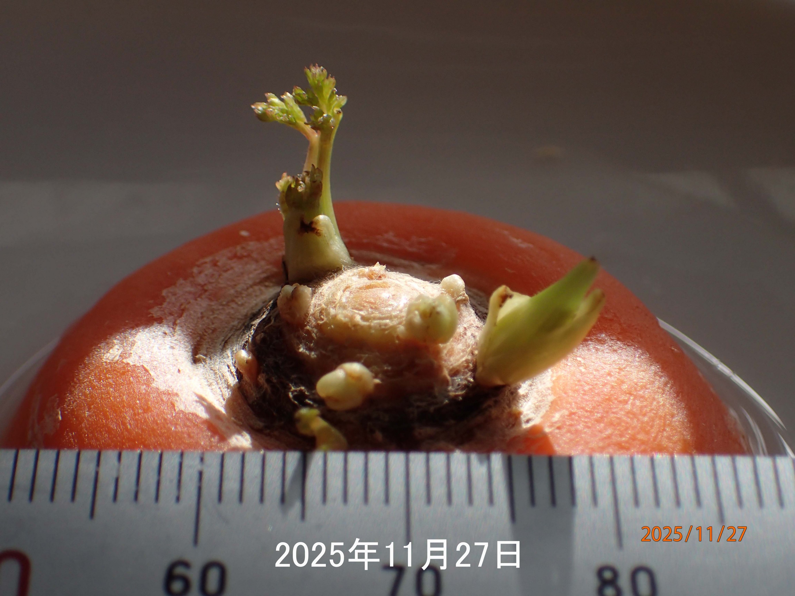 �l�Q�E���͔|�i�G�߂̉ԁ����R�A���̉ԁj