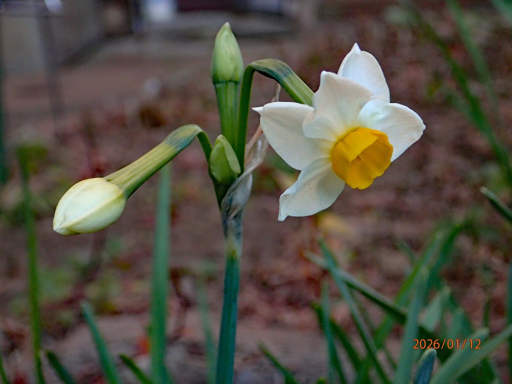 ���{����i��z���Y�C�Z���j�i�G�߂̉ԁ����R�A���̉ԁj