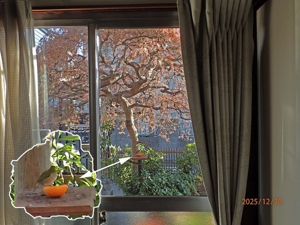 Birdwatching�i�G�߂̉ԁ����R�A���̉ԁj