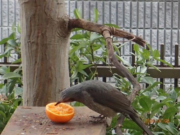 �쒹�ώ@�E3�i�G�߂̉ԁ����R�A���̉ԁj