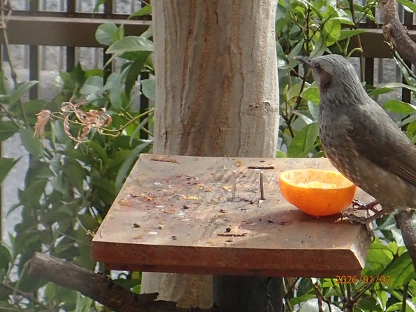 �쒹�ώ@�E4�i�G�߂̉ԁ����R�A���̉ԁj