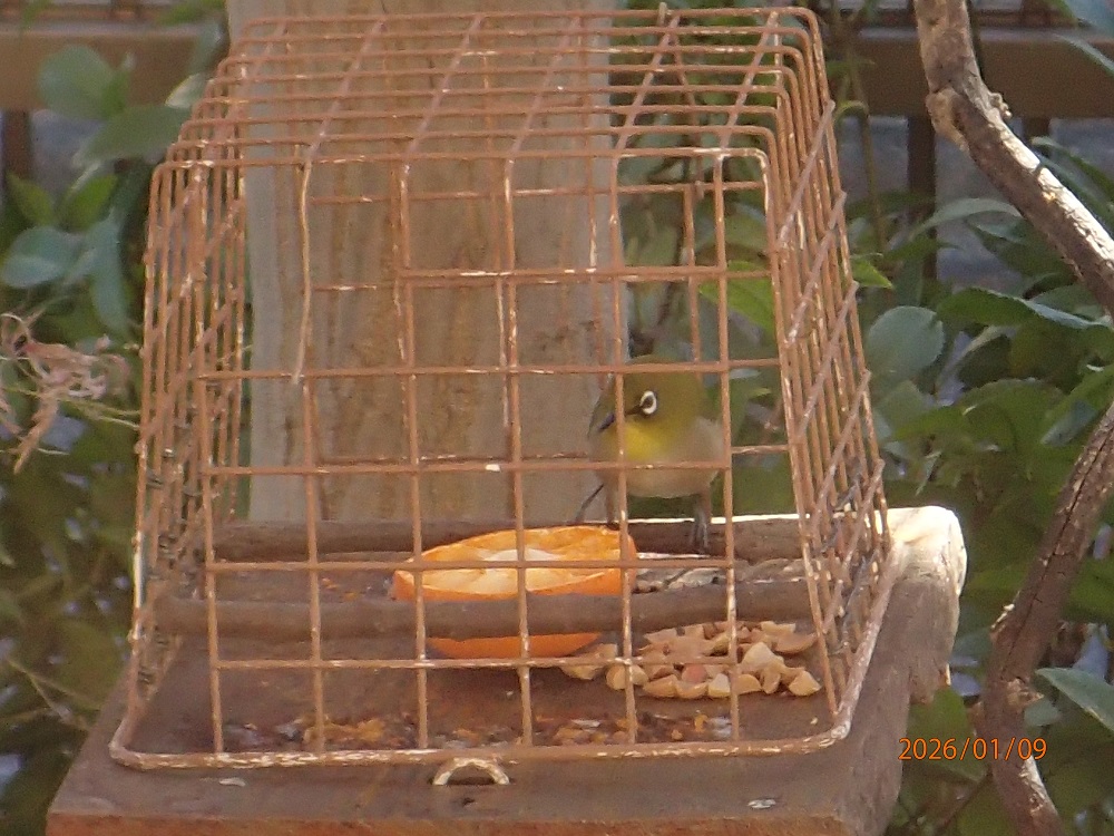 ���W��.�U�ň��S�i�G�߂̉ԁ����R�A���̉ԁj