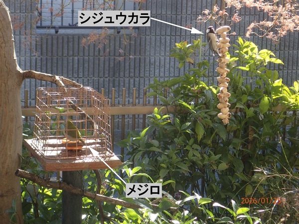 �G�߂̉ԁ����R�A���̉�