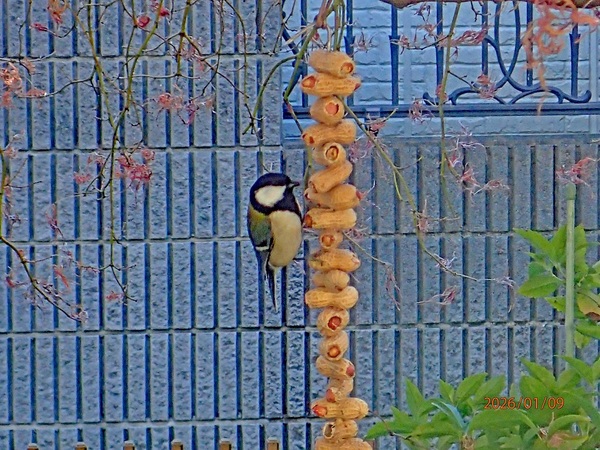 �l�\���̐H���i�G�߂̉ԁ����R�A���̉ԁj