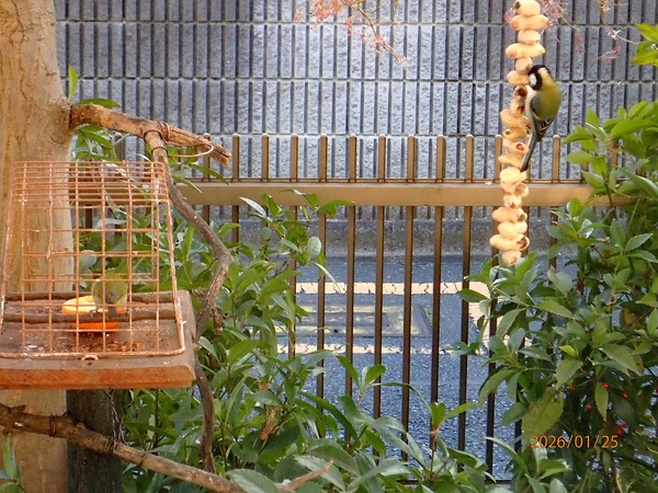 �ڔ��Ǝl�\���i�G�߂̉ԁ����R�A���̉ԁj