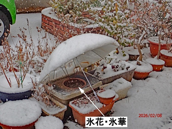 �X�ԁi�X�؁j�i�G�߂̉ԁ����R�A���̉ԁj