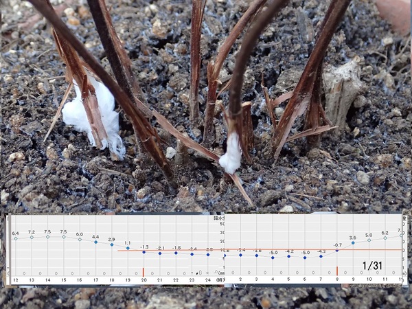 ���E�X�؁i�G�߂̉ԁ����R�A���̉ԁj