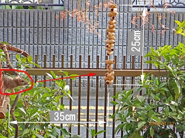 �l�ߊl�E1�i�G�߂̉ԁ����R�A���̉ԁj