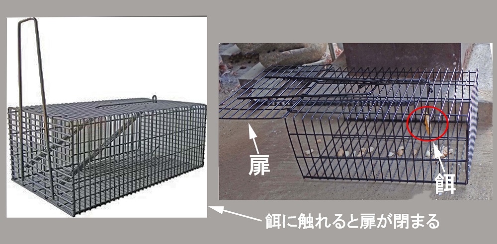 �l�ߊl�E2�i�G�߂̉ԁ����R�A���̉ԁj