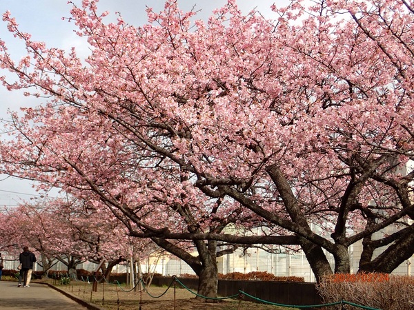 �͒Í��i�G�߂̉ԁ����R�A���̉ԁj