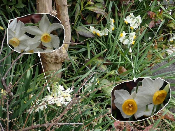 ���{����i�G�߂̉ԁ����R�A���̉ԁj