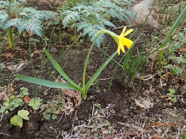 �~�j���b�p����i�G�߂̉ԁ����R�A���̉ԁj