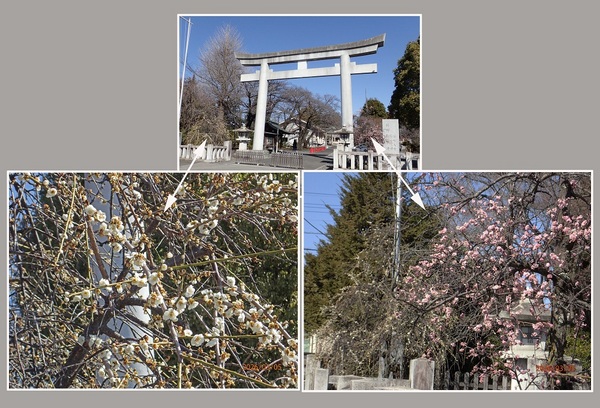 �G�߂̉ԁ����R�A���̉�