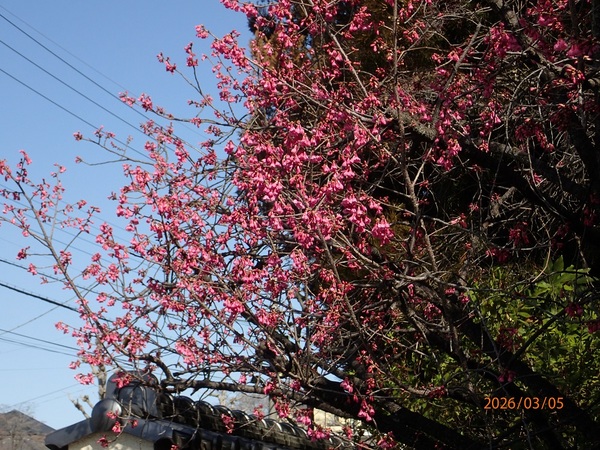 �G�߂̉ԁ����R�A���̉�