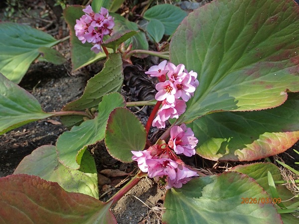 �G�߂̉ԁ����R�A���̉�