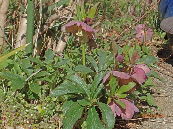 �N���X�}�X���[�Y�i�G�߂̉ԁ����R�A���̉ԁj