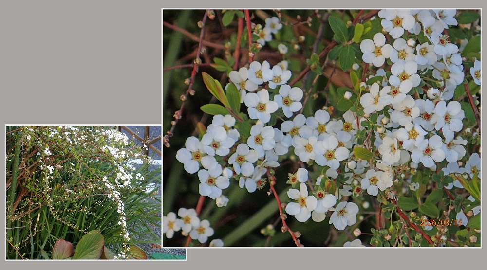 ����i���L���i�M�j�i�G�߂̉ԁ����R�A���̉ԁj