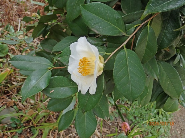 ���ցi�G�߂̉ԁ����R�A���̉ԁj