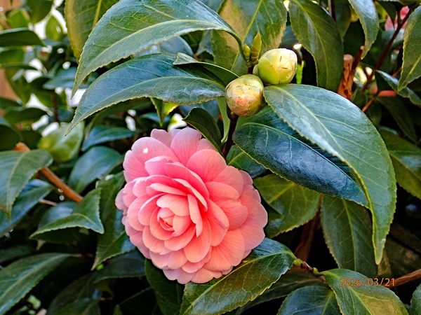 �����ցi�I�g���c�o�L�j�i�G�߂̉ԁ����R�A���̉ԁj