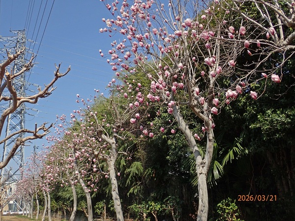 �ؘ@�i���N�����j�i�G�߂̉ԁ����R�A���̉ԁj