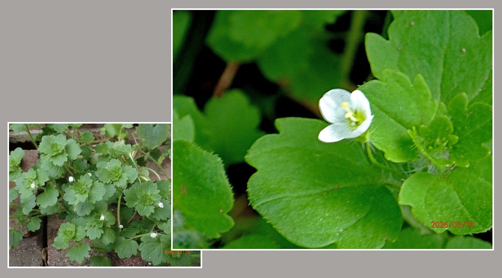 ���Č��A�X�i�R�S���C�k�m�t�O���j�i�G�߂̉ԁ����R�A���̉ԁj