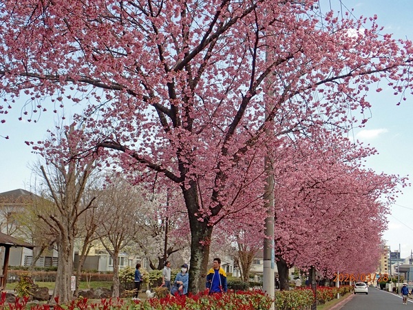 ���l����i���R�n�}�q�U�N���j�H�i�G�߂̉ԁ����R�A���̉ԁj