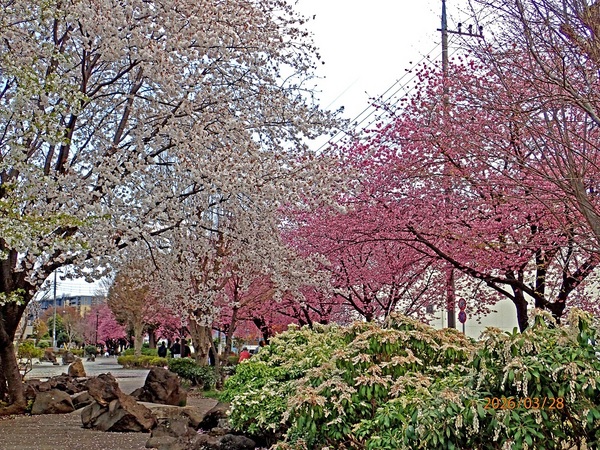 ���l����E2�i�G�߂̉ԁ����R�A���̉ԁj