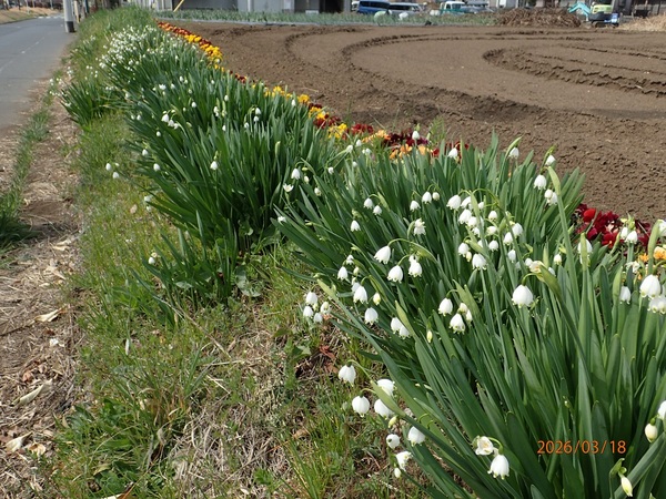 �X�m�E�t���[�N�i�G�߂̉ԁ����R�A���̉ԁj