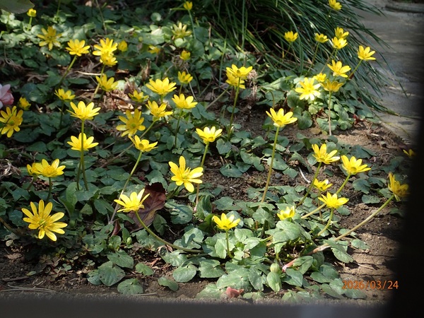 �P�����ԁi�q�������E�L���J�j�i�G�߂̉ԁ����R�A���̉ԁj