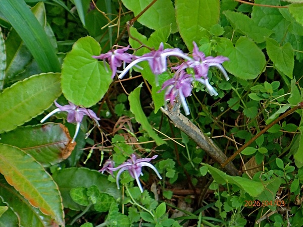 �����i�C�J���\�E�j�i�G�߂̉ԁ����R�A���̉ԁj