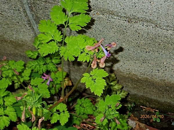 ����顁i�����T�L�P�}���j�i�G�߂̉ԁ����R�A���̉ԁj