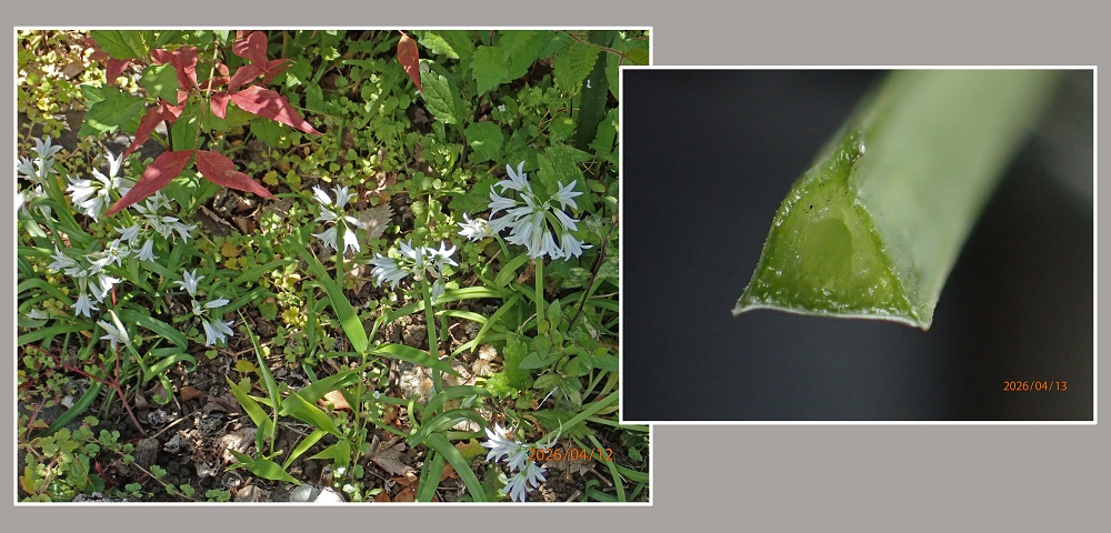 �O�p�K�i�~�c�J�h�l�M�j�i�G�߂̉ԁ����R�A���̉ԁj